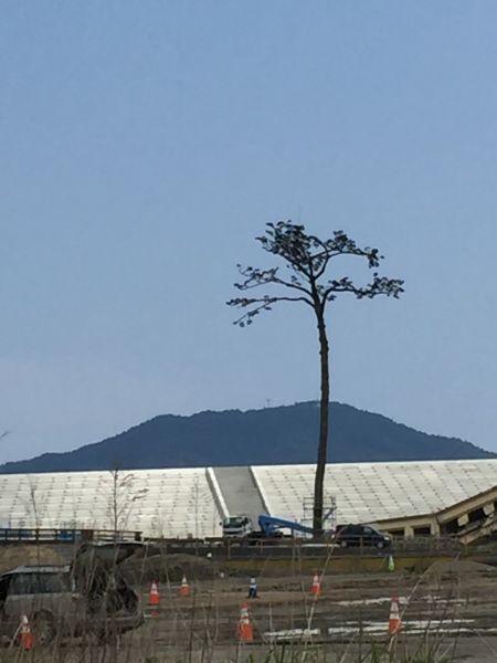 File:Miracle Tree.jpg